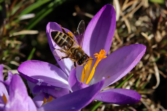 Free download flower bee pollination entomology free picture to be edited with GIMP free online image editor