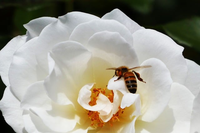 Free download flower bee pollination insect free picture to be edited with GIMP free online image editor