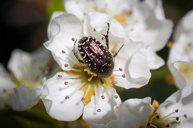 Free download flower beetle pear tree fruit tree free picture to be edited with GIMP free online image editor