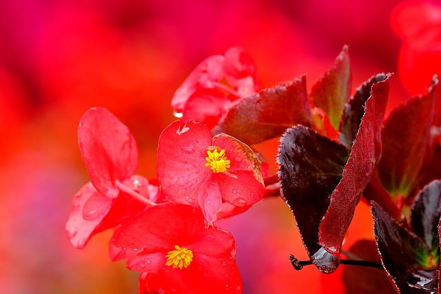 Free download flower begonia pistil botany bloom free picture to be edited with GIMP free online image editor