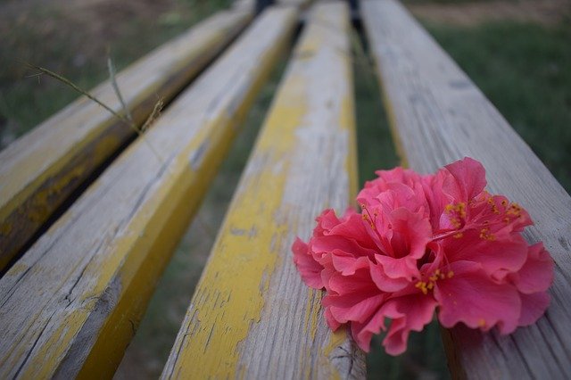 Free download Flower Bench Nature -  free photo or picture to be edited with GIMP online image editor