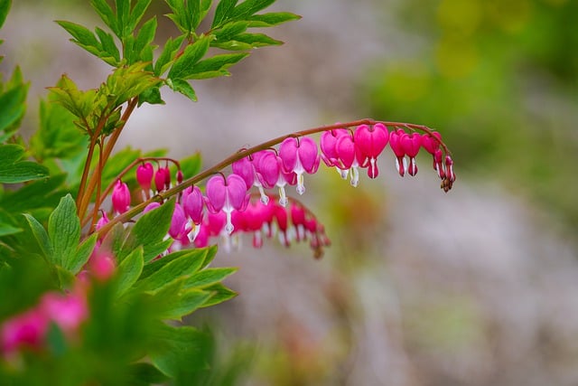 Free download flower bleeding heart pink flower free picture to be edited with GIMP free online image editor