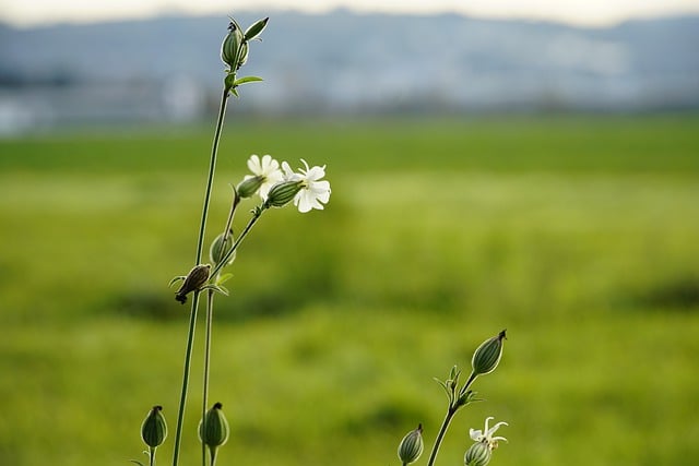 Free download flower bloom blossom botany growth free picture to be edited with GIMP free online image editor