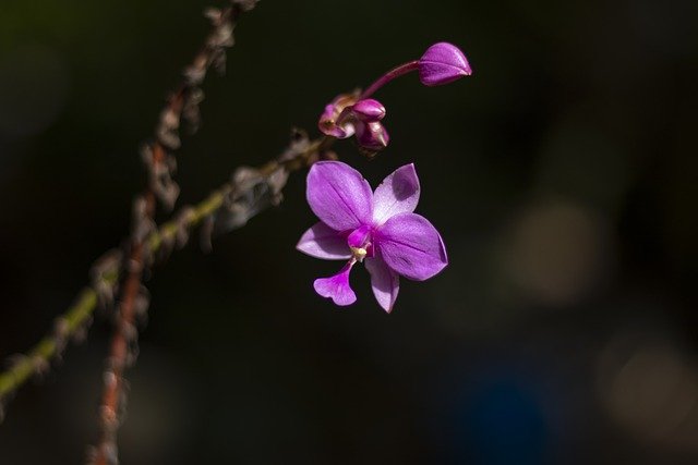 Free download flower bloom blossom nature petals free picture to be edited with GIMP free online image editor