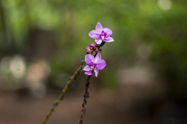 Free download flower bloom botany blossom nature free picture to be edited with GIMP free online image editor