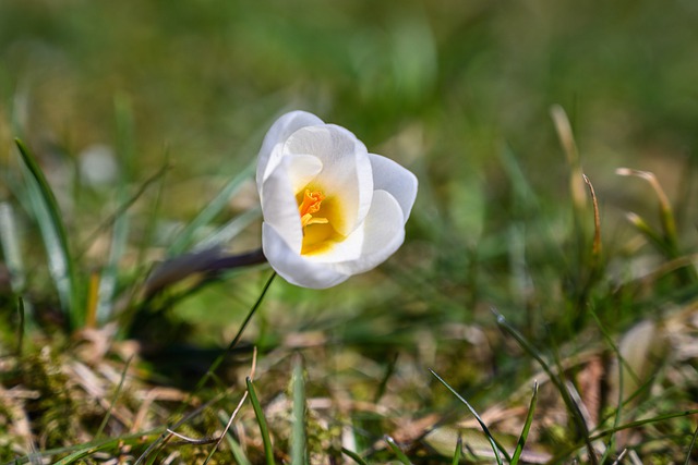 Free download flower bloom crocus botany blossom free picture to be edited with GIMP free online image editor