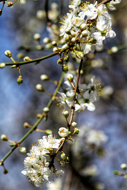 Free download flower bloom flora trees spring free picture to be edited with GIMP free online image editor