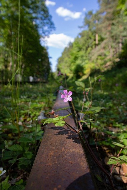 Free download Flower Bloom Heyday -  free photo or picture to be edited with GIMP online image editor