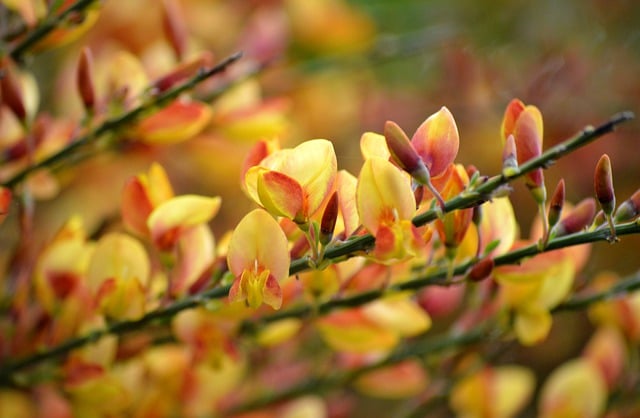 Free download flower blooms noble broom free picture to be edited with GIMP free online image editor