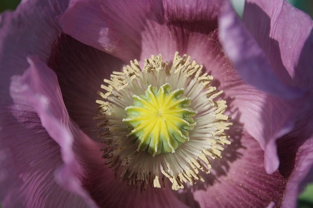 Free download flower bloom stamens poppy nature free picture to be edited with GIMP free online image editor