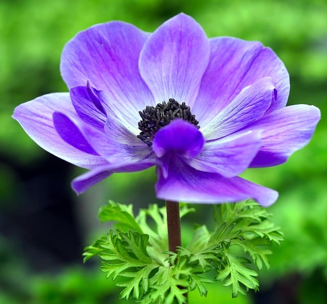 Free download flower blossom bloom blue anemone free picture to be edited with GIMP free online image editor