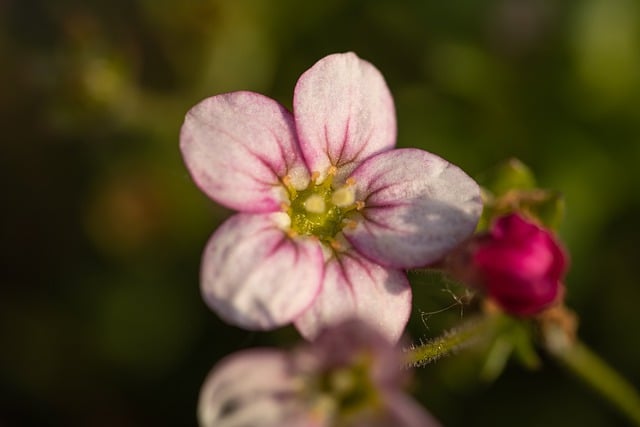 Free download flower blossom bloom bud green free picture to be edited with GIMP free online image editor