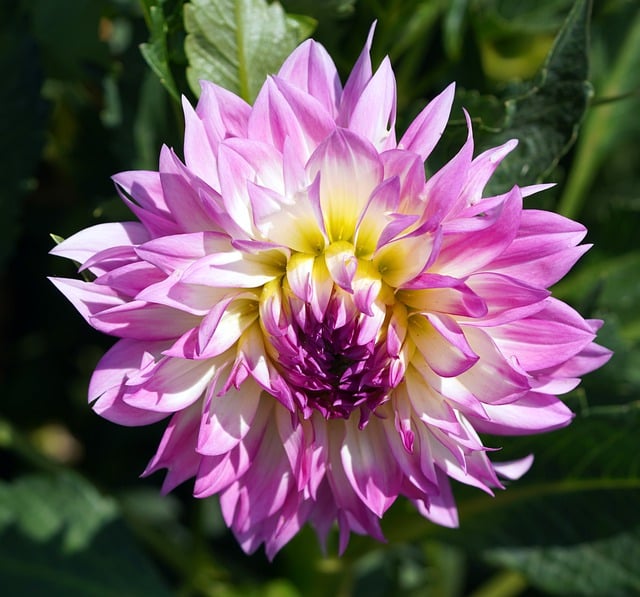 Free download flower blossom bloom dahlia petals free picture to be edited with GIMP free online image editor
