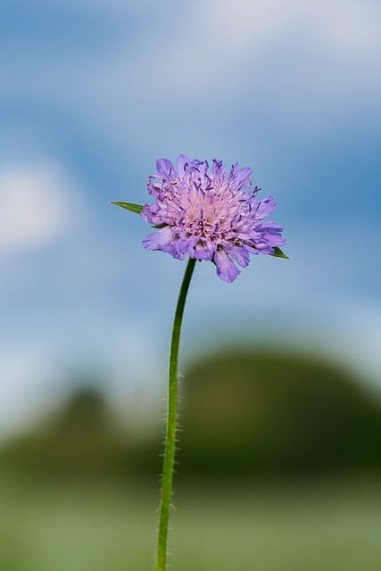 Free download flower blossom bloom field free picture to be edited with GIMP free online image editor