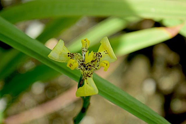 Free download flower blossom bloom lily nature free picture to be edited with GIMP free online image editor