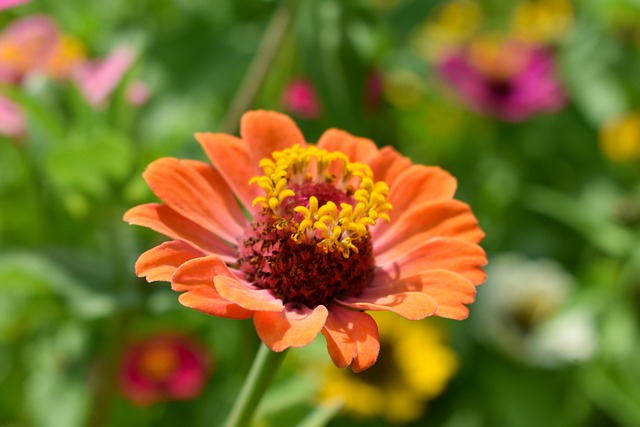 Free download flower blossom bloom orange meadow free picture to be edited with GIMP free online image editor