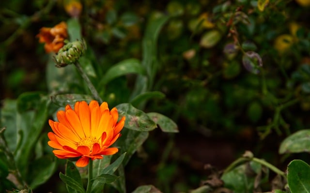 Free download flower blossom bloom orange yellow free picture to be edited with GIMP free online image editor