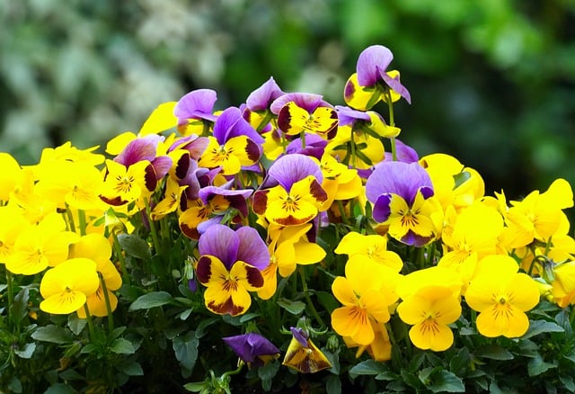 Free download flower blossom bloom viola pansy free picture to be edited with GIMP free online image editor