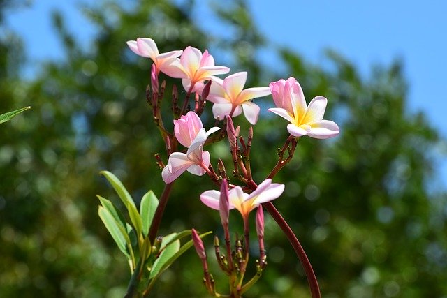 Free download Flower Blossom Caribbean -  free photo or picture to be edited with GIMP online image editor