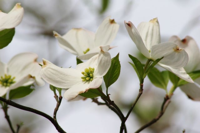 Free download flower blossom dogwood spring free picture to be edited with GIMP free online image editor