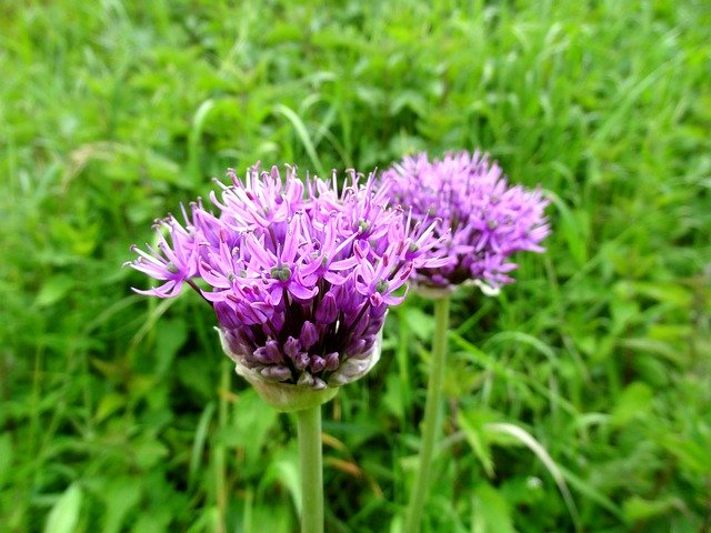 Free download Flower Blossom Garlic -  free photo or picture to be edited with GIMP online image editor