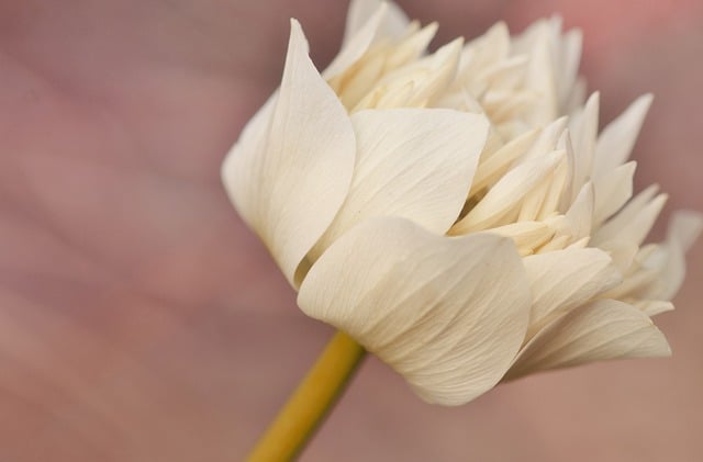 Free download flower blossom petals macro free picture to be edited with GIMP free online image editor