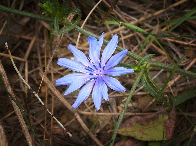 Free download Flower Blue Beauty -  free photo or picture to be edited with GIMP online image editor