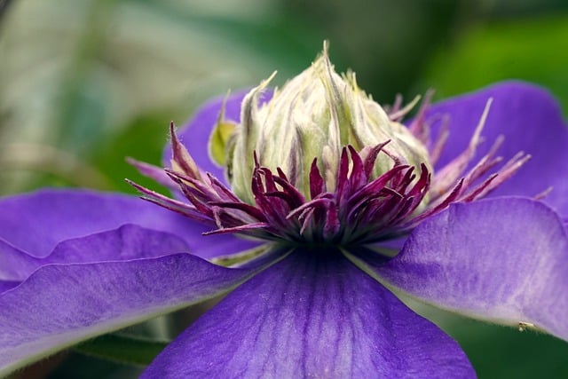 Free download flower blue blossom bloom clematis free picture to be edited with GIMP free online image editor