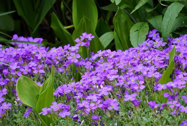 Free download flower blue blue pillow blossom free picture to be edited with GIMP free online image editor