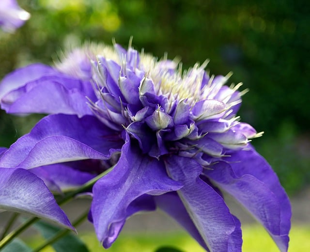 Free download flower blue clematis blossom bloom free picture to be edited with GIMP free online image editor