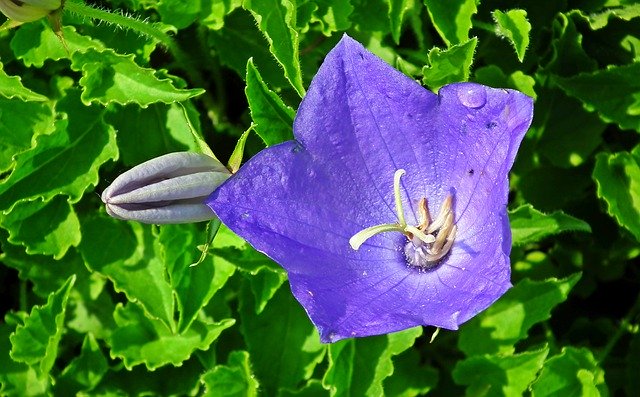 Free download Flower Blue Closeup -  free photo or picture to be edited with GIMP online image editor