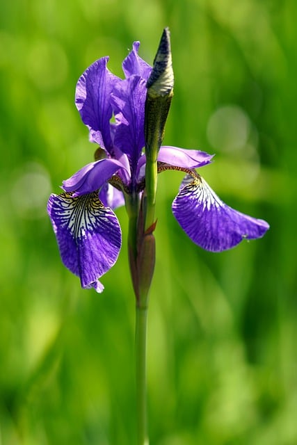 Free download flower blue flower iris nature free picture to be edited with GIMP free online image editor