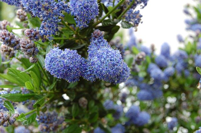 Free download Flower Blue Shrub -  free photo or picture to be edited with GIMP online image editor