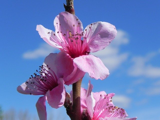 Téléchargement gratuit de Flower Blue Spring - photo ou image gratuite à éditer avec l'éditeur d'images en ligne GIMP