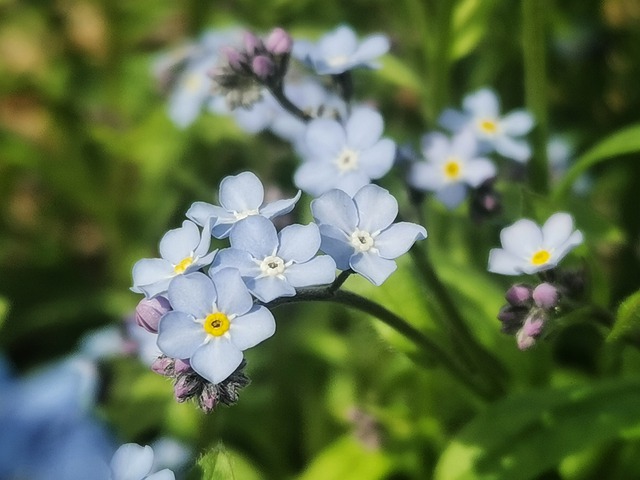 Free download flower botany bloom blossom free picture to be edited with GIMP free online image editor