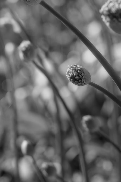 Free download flower botany field monochrome free picture to be edited with GIMP free online image editor