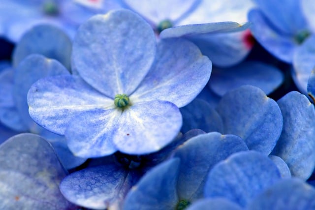 Free download flower botany hydrangea nature free picture to be edited with GIMP free online image editor