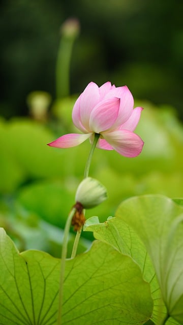 Free download flower botany lotus bloom blossom free picture to be edited with GIMP free online image editor