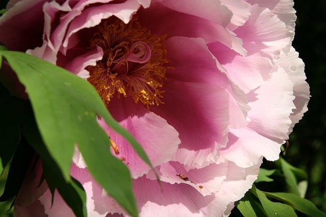 Free download flower botany peony bush peony free picture to be edited with GIMP free online image editor