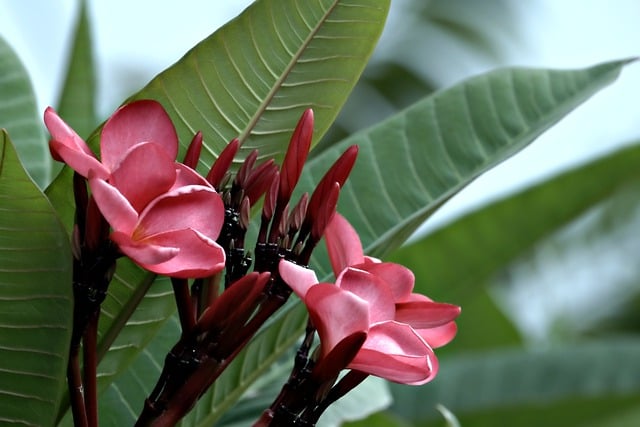 Free download flower botany plumeria frangipani free picture to be edited with GIMP free online image editor