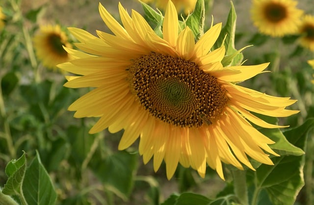 Free download flower botany sunflower summer free picture to be edited with GIMP free online image editor