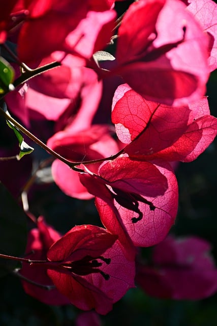 Free download flower bougainvillea pink spring free picture to be edited with GIMP free online image editor