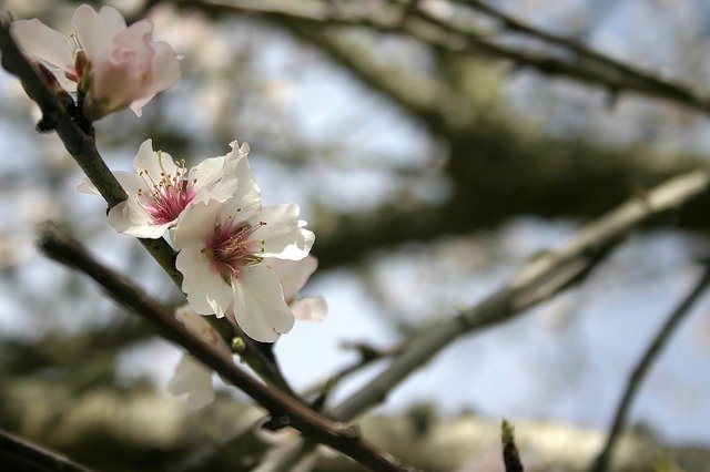 Free download Flower Branch Flowers -  free photo or picture to be edited with GIMP online image editor