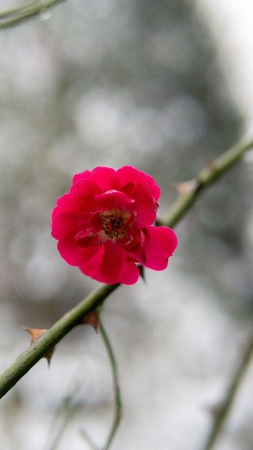 Free download Flower Branch Red Flowers -  free photo or picture to be edited with GIMP online image editor