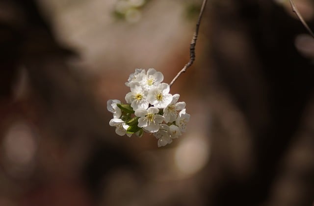 Free download flower branch tree cherry blossoms free picture to be edited with GIMP free online image editor