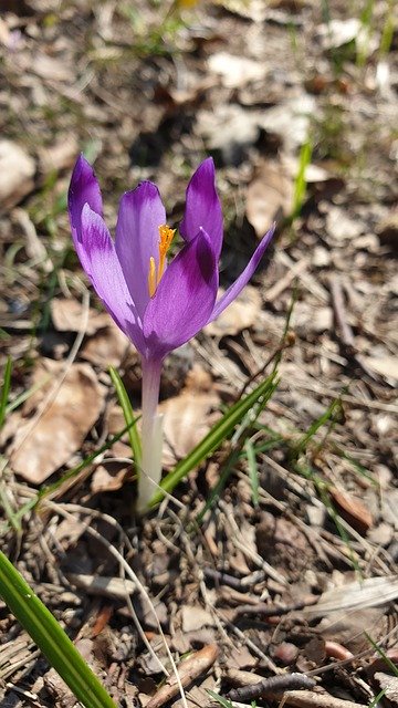 Free download Flower Brândușă Spring Violet -  free photo or picture to be edited with GIMP online image editor