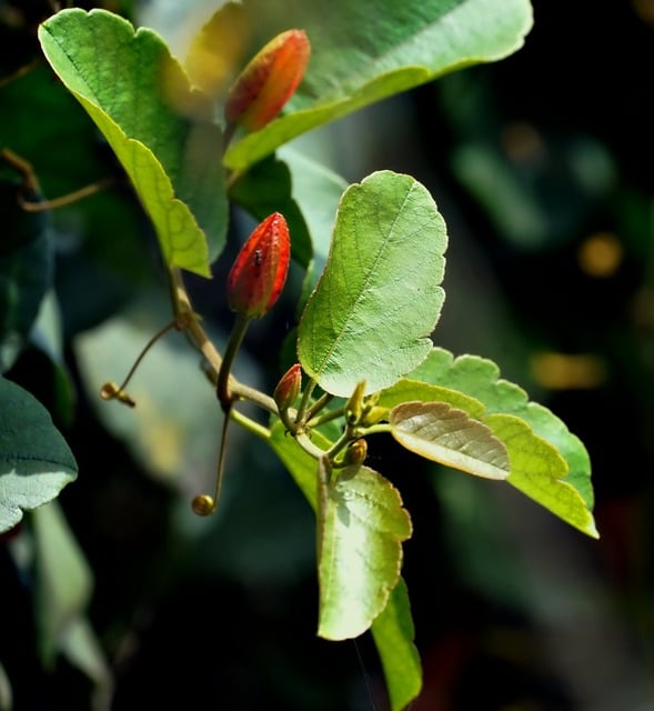 Free download flower bud passion flower plant free picture to be edited with GIMP free online image editor