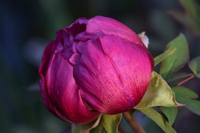 Free download flower bud peony petals blossom free picture to be edited with GIMP free online image editor