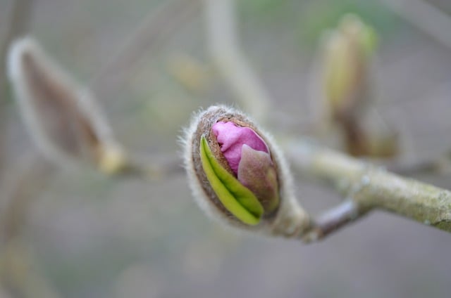 Free download flower bud plant branch tree free picture to be edited with GIMP free online image editor