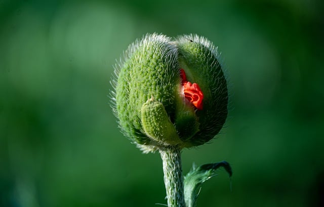 Free download flower buds poppy green closeup free picture to be edited with GIMP free online image editor